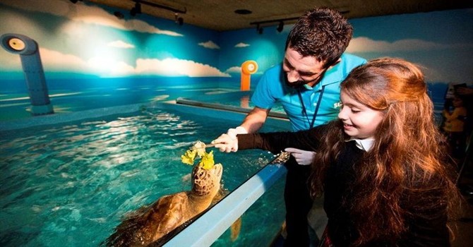 american dream sea life aquarium